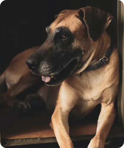 Great Dane