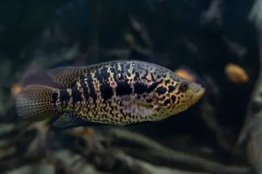 A large fish with a black and gold spotted pattern swims in a dark tank
