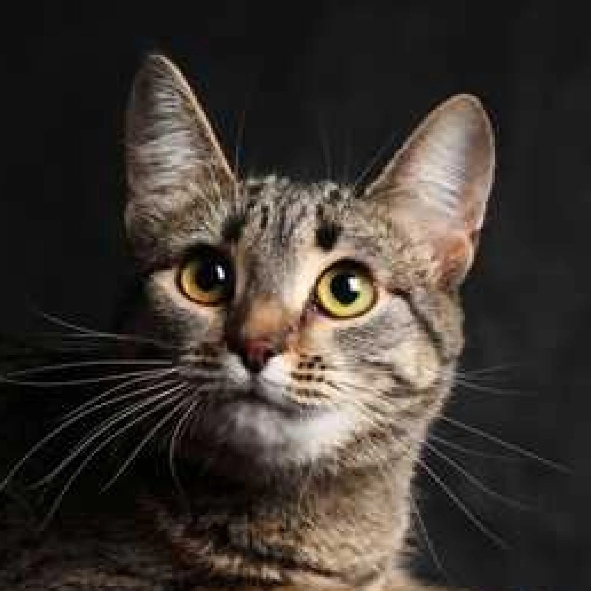 A close up of a tabby cats head with large yellow eyes looking directly forward