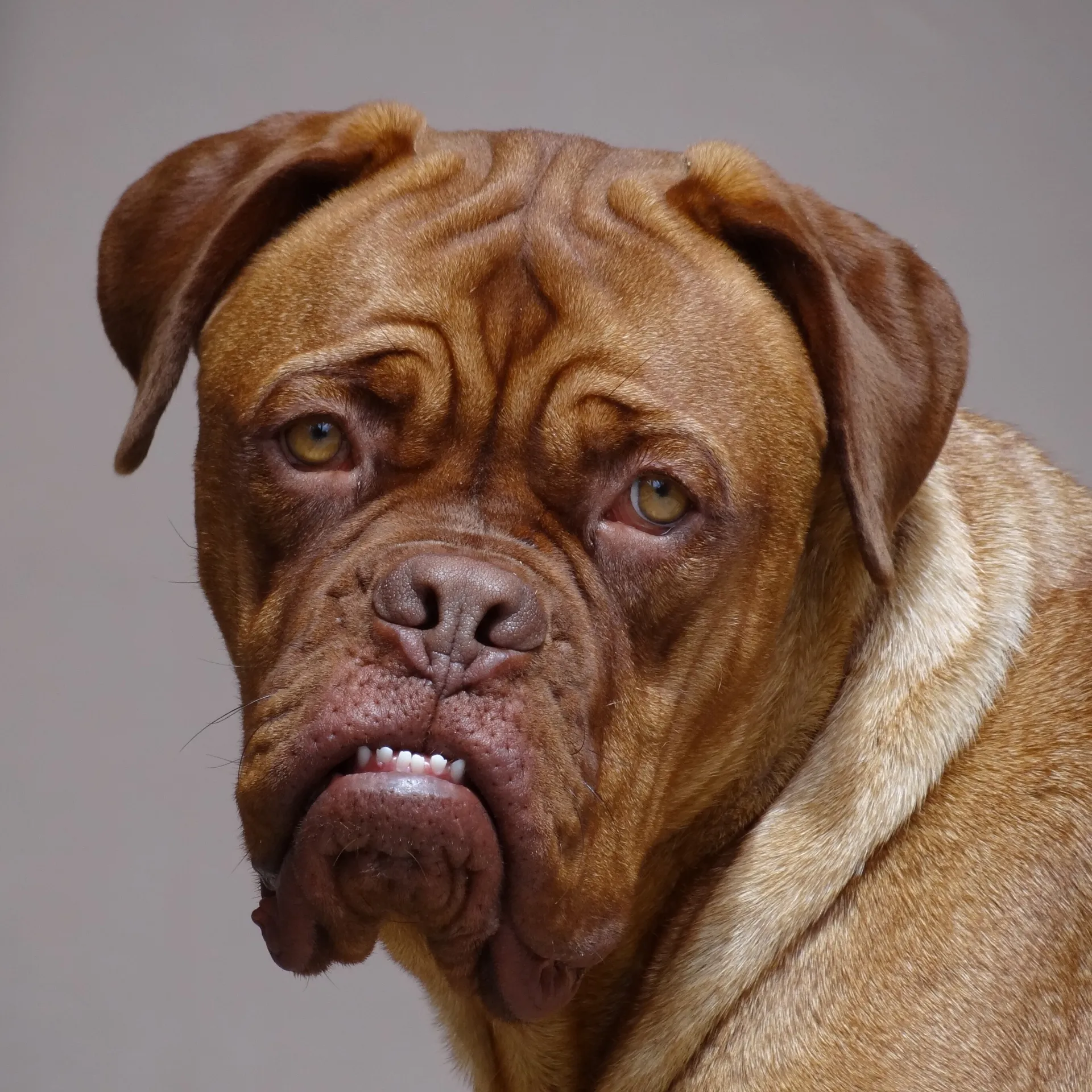 A close up of a Dogue de Bordeauxs wrinkled face with a slightly undershot jaw showing its teeth