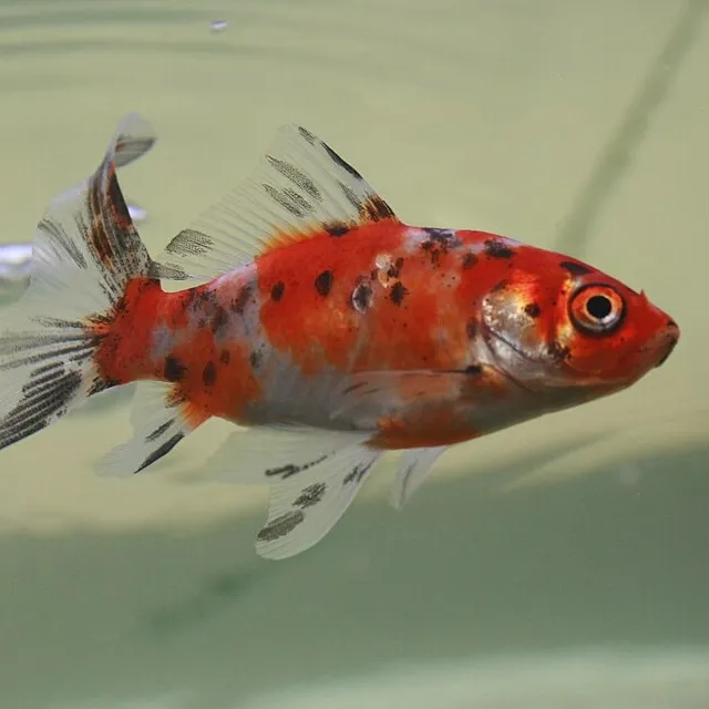 American Shubunkin goldfish with calico colors of red black and white with an orange eye