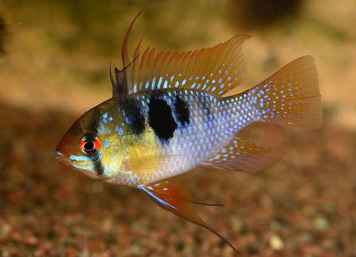 Blue Ram Cichlid with vibrant blue and yellow scales prominent black spot and striking red eye