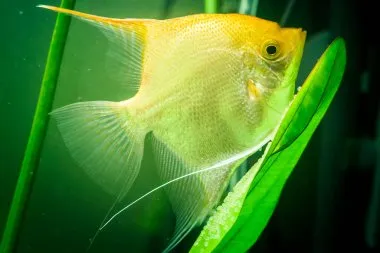 Golden angelfish swimming gracefully near green aquatic plants in aquarium