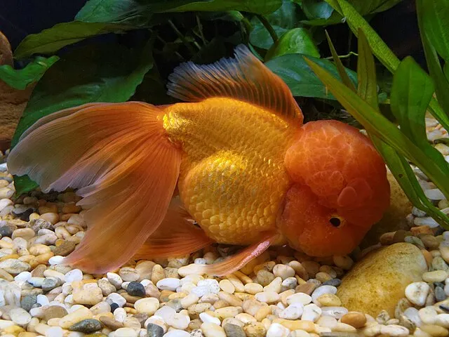 Orange Oranda Goldfish resting on gravel near green plants in freshwater aquarium