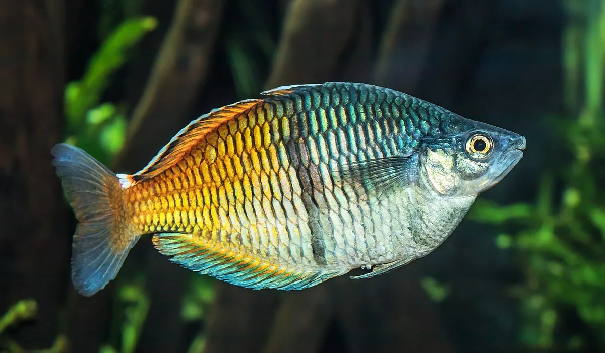 Boesemans Rainbowfish with a silver head iridescent blue middle and yellow orange tail