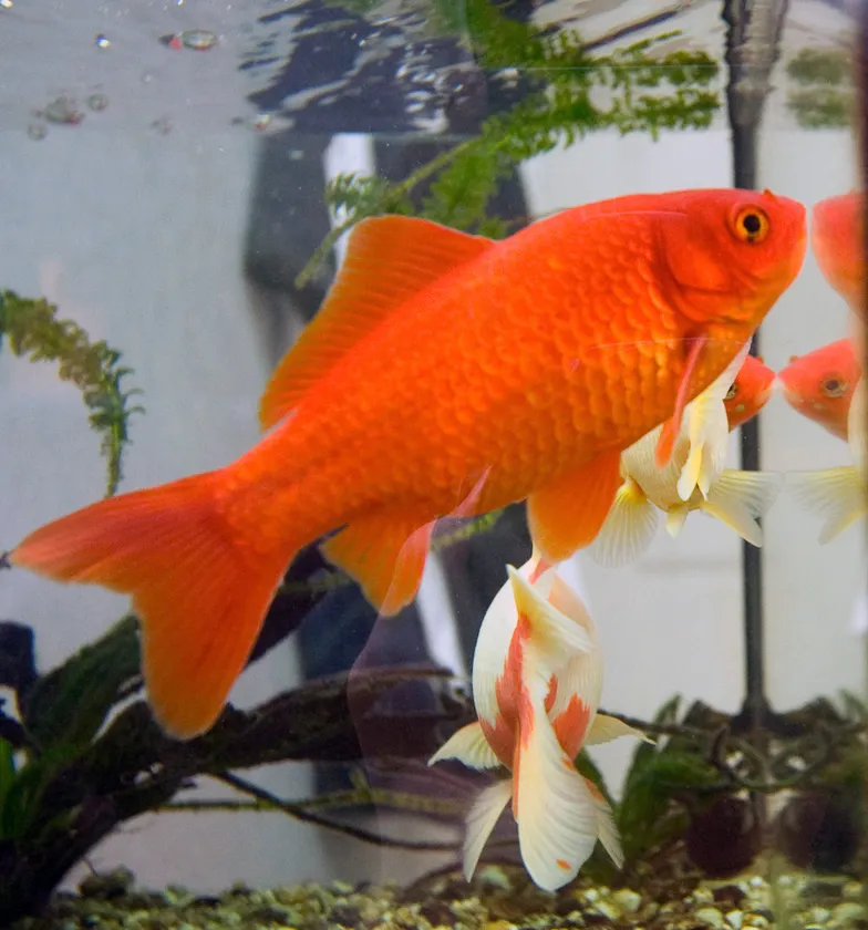 A large orange Common Goldfish swims above smaller white and orange goldfish in a tank