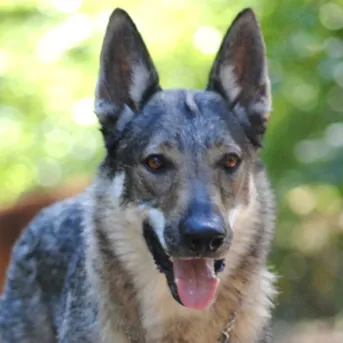 Czechoslovakian Vlcak