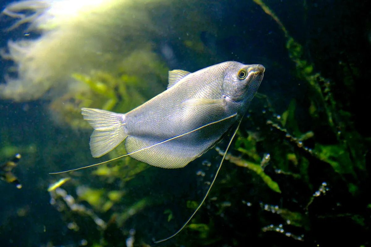 Moonlight Gourami with silver body and long ventral fins swimming among green plants