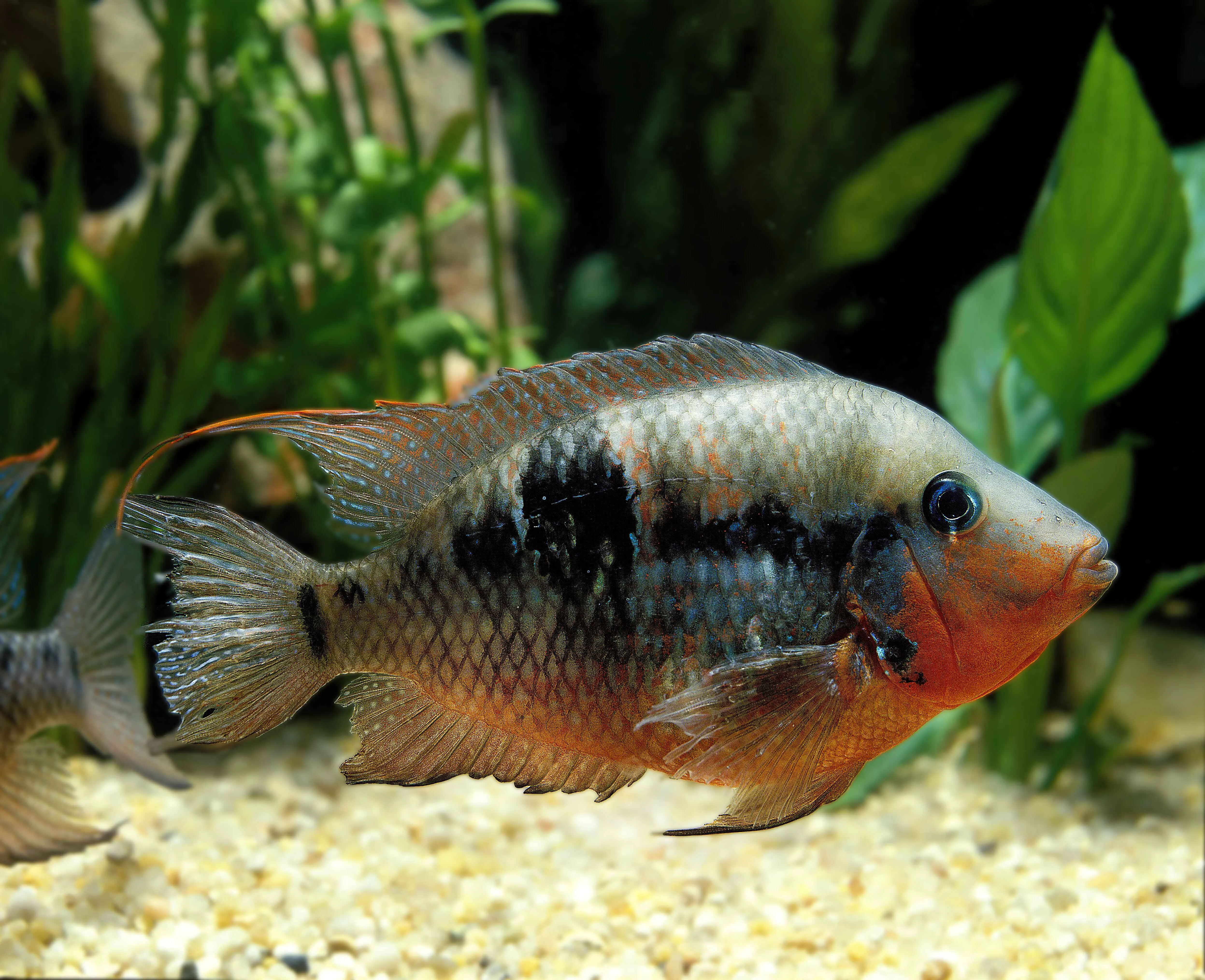 A Firemouth Cichlid with black stripes orange belly and blue eye swims over gravel