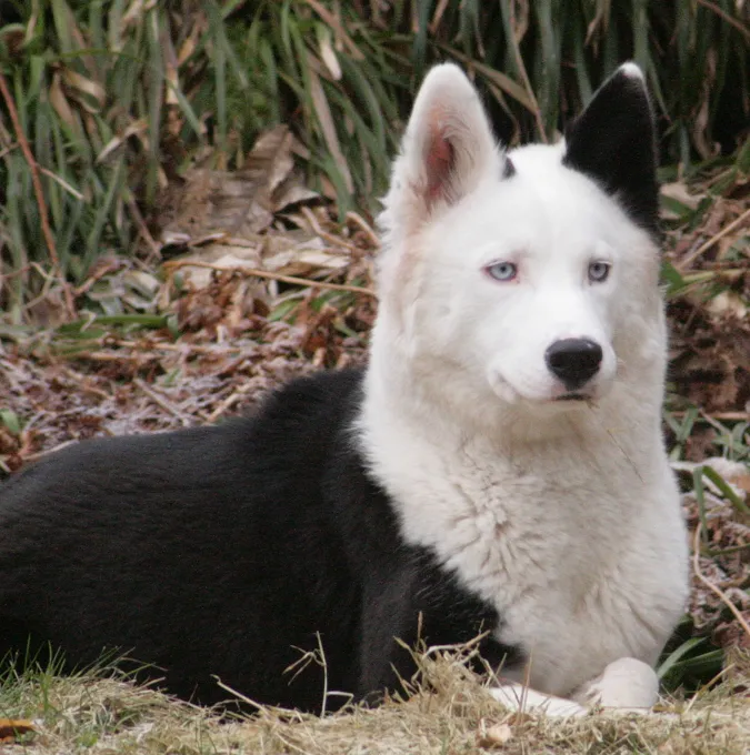 Medium sized strong dog with a thick double coat pointed ears and a curled tail