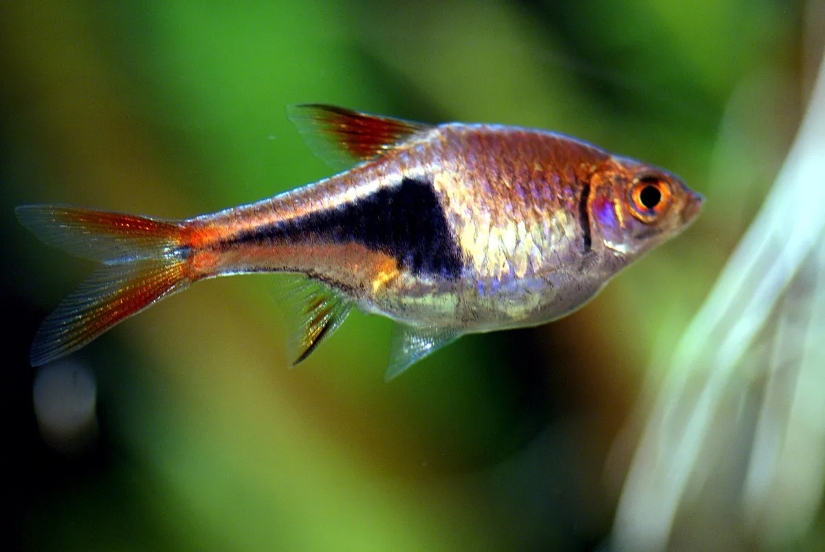 Harlequin Rasbora with metallic orange body and black patch swimming in aquarium