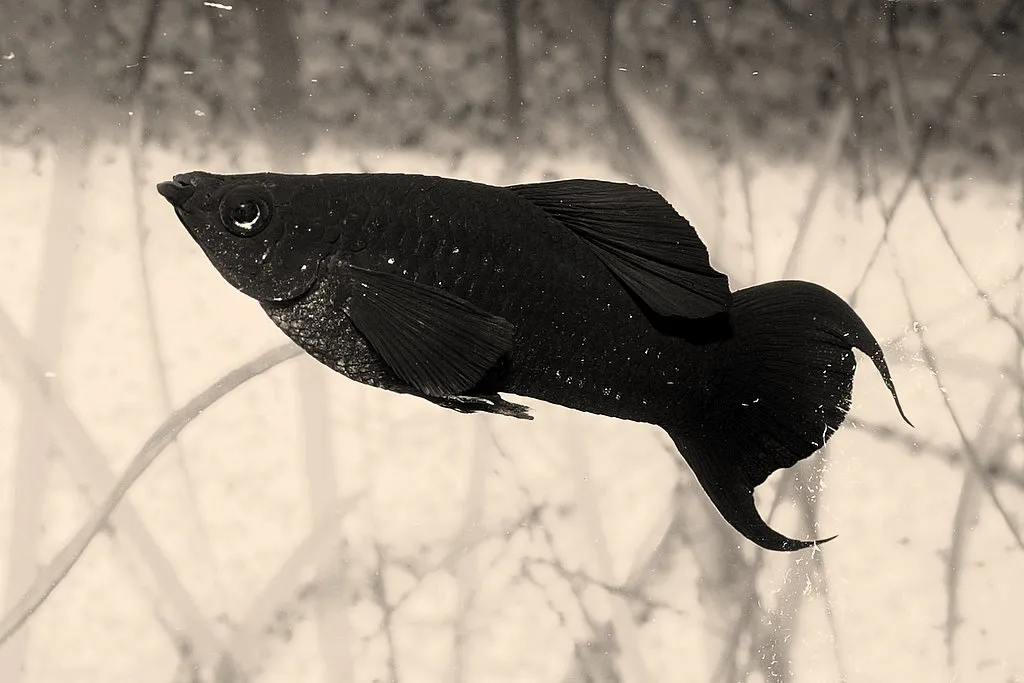 A black molly fish with numerous small white spots and pointed tail fins swims in sepia tones