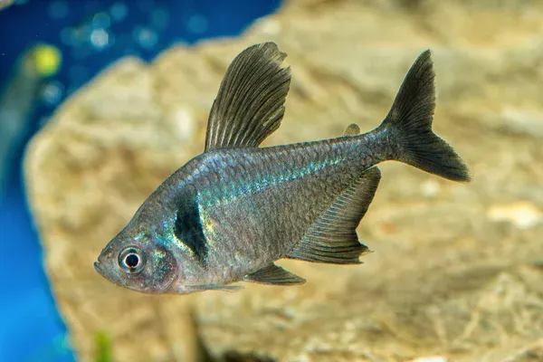 Black Phantom Tetra with metallic gray body and tall fins swimming near rocks