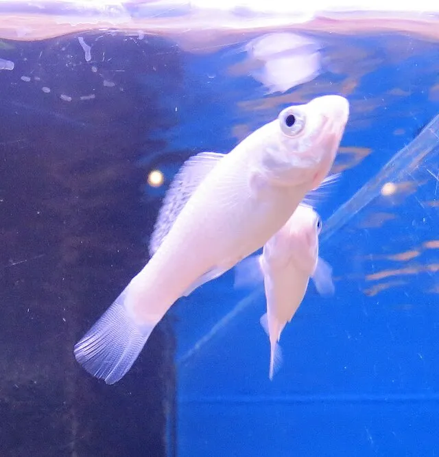 A silver grey sailfin molly fish with prominent scales rests in a light pink container