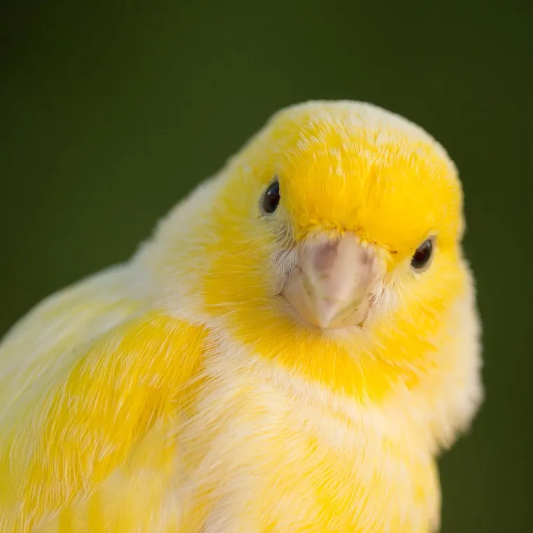 Canary