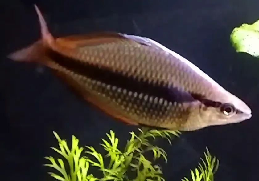 Banded Rainbowfish with dark stripe and orange fins swimming near green plants