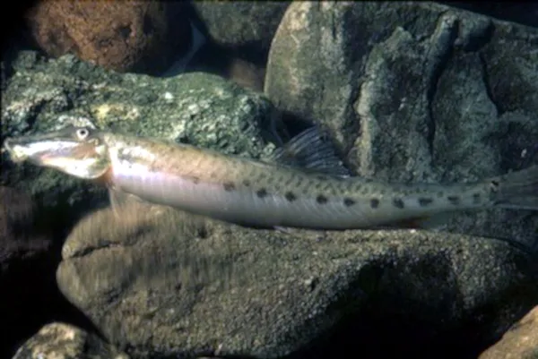 A Horseface Loach with a pale underside and spotted flank swims near dark river rocks
