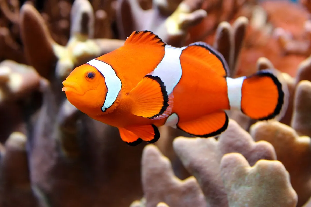 A bright orange Clown Fish with white and black bands swimming near coral reef