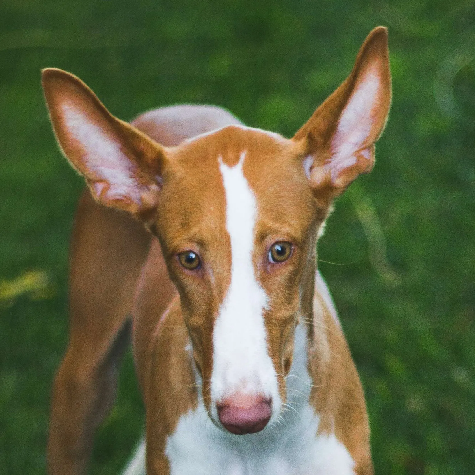 Ibizan Hound