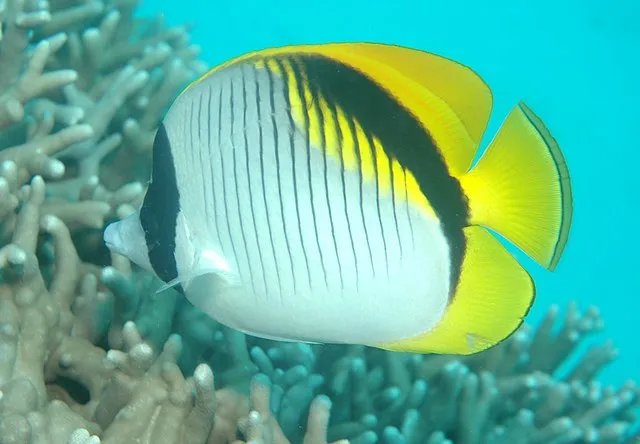 A Lined Butterflyfish with black stripes and yellow tail swimming next to branching coral