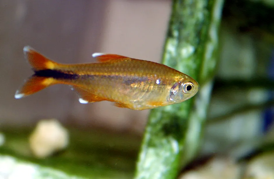 Silvertip Tetra swimming near plants with golden and orange body
