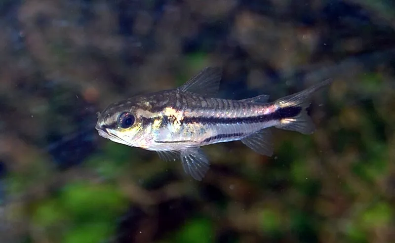 A Salt and Pepper Corydoras fish with a vibrant black stripe swimming in clear water