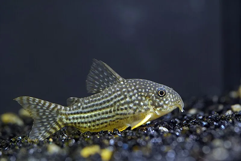 single Sterbas corydoras with a spotted and striped body and yellow fins rests on dark gravel