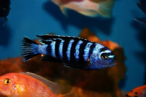 Bright blue Demasoni Cichlid with bold black stripes swimming in aquarium