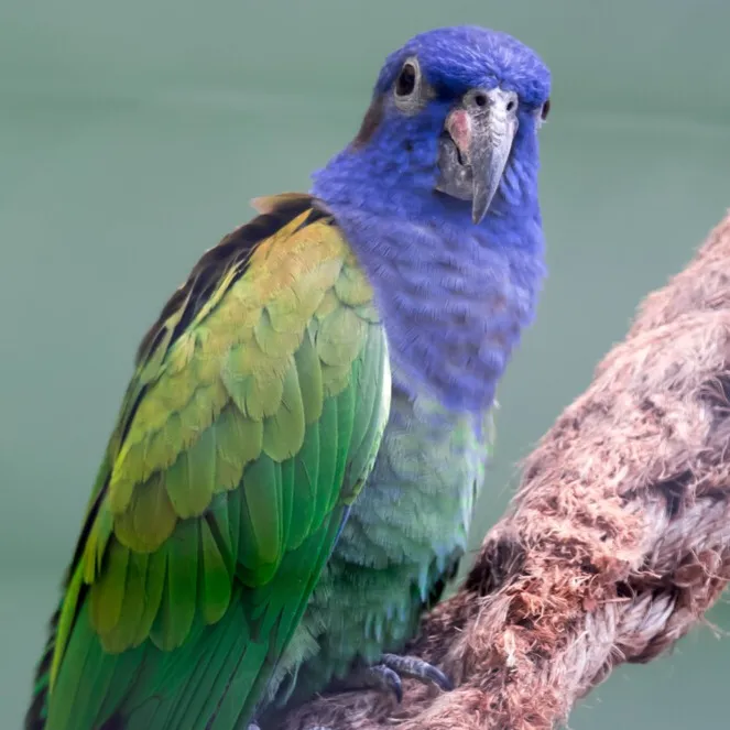 A blue headed pionus parrot with green and yellow wings perches on a rope looking forward