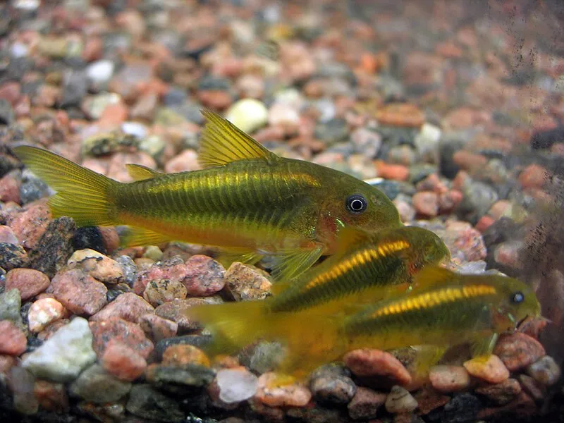 Three green gold corydoras catfish with iridescent bodies on a colorful gravel bottom