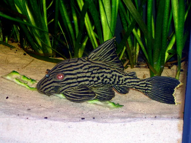 Royal Pleco with black stripes and red eyes resting on sand near green plants