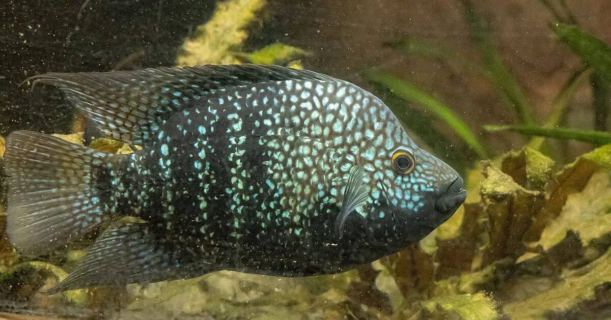 A dark Pearlscale Cichlid with numerous shimmering blue green spots swims in an aquarium