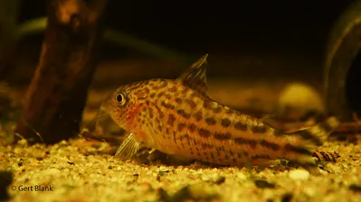 A Robineaus Corydoras fish with dark stripes rests on sandy substrate near several small rocks