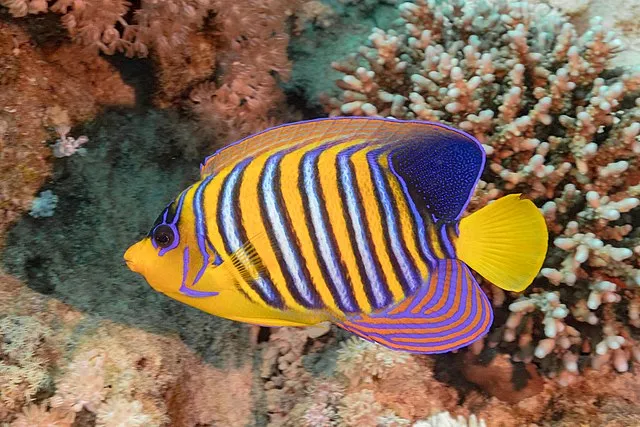 A colorful Regal Angelfish displaying yellow blue and purple striped patterns near coral