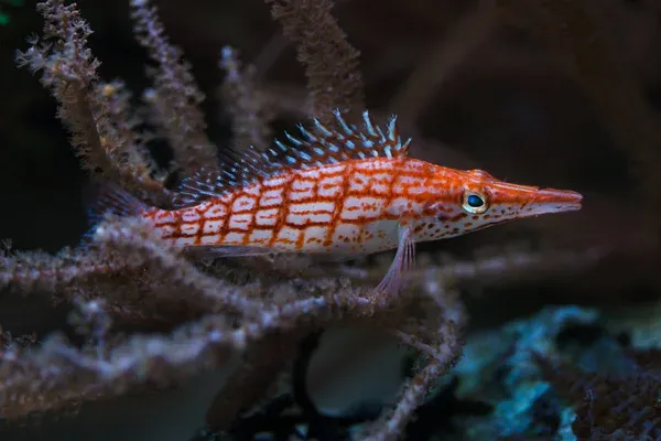 A red and white checkered Long Nose Hawkfish resting on a piece of dark branching coral