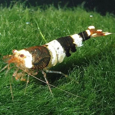 A striking black and white bee shrimp with vibrant orange accents resting on green aquatic plants