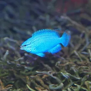 Bright blue sapphire devil fish swimming above coral reef background