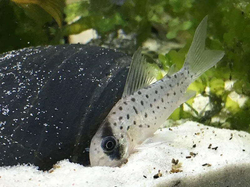 A Masked Corydoras fish with a black mask and spots rests on white sand next to a dark object