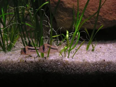 Two small Axelrods Corydoras fish with horizontal black stripes hiding in tall green plants