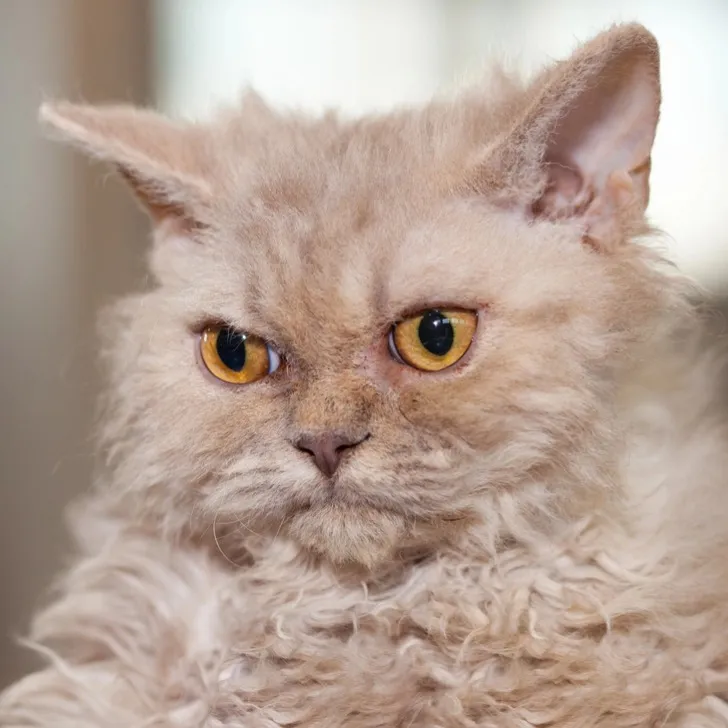 A close up of a fluffy light colored cat with tightly curled fur and intense amber eyes