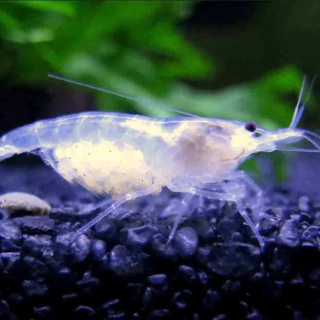 A translucent snowball shrimp with visible yellowish eggs stands on dark gravel under green plants