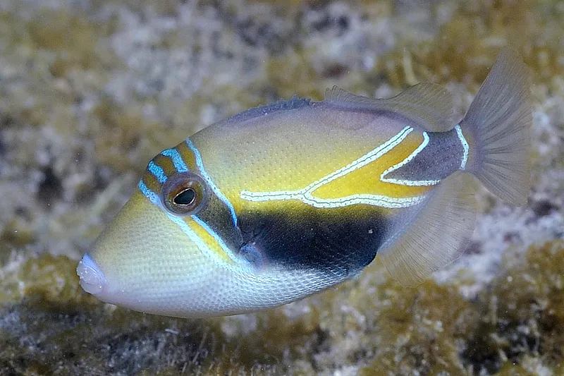 A striking Reef Triggerfish with an orange upper half black band and white belly looks forward