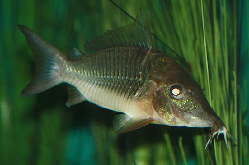 A large Hog Nosed Brochis catfish with a pointed snout swimming among green plants