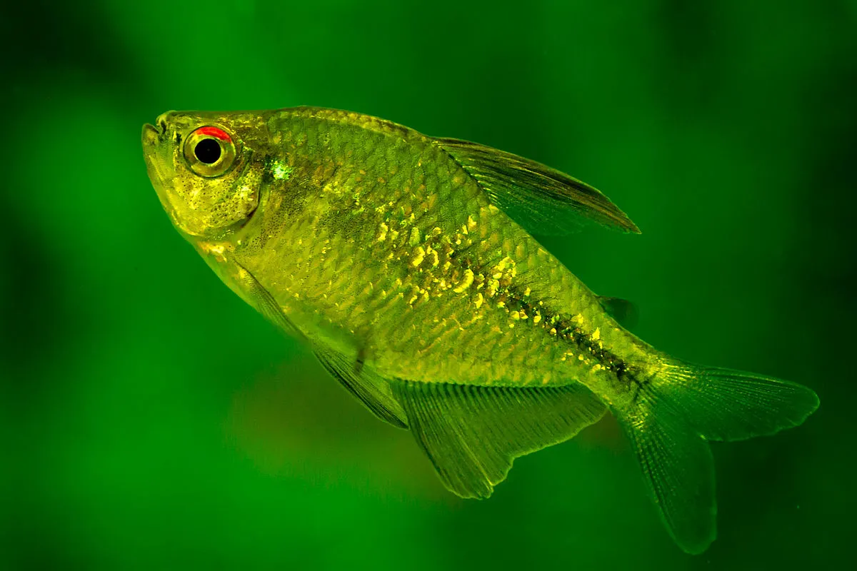 A vibrant green Diamond Tetra with shimmering scales and a distinct red eye against a dark green