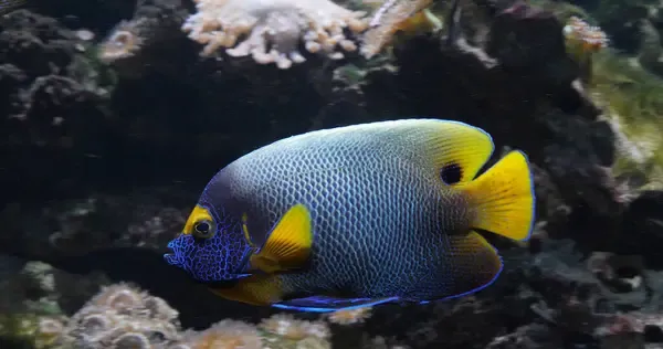 A Blueface Angelfish swims among coral and rocks in an aquarium