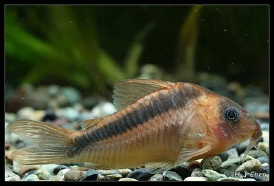 Rabaut's Corydoras