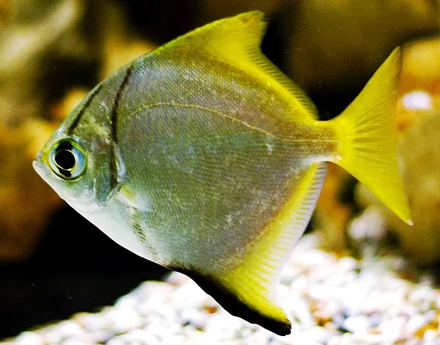 A close up of a silver moony fish with yellow fins swimming in an aquarium