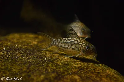 A mottled Sodalis Corydoras rests on a textured surface with another blurred in background
