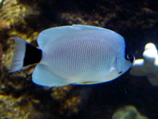 A Masked Angelfish with a light blue body and black mask and tail swimming