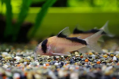 A False Bandit Corydoras catfish with a black eye stripe sits on multi colored gravel